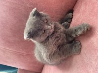 Scottish fold kırık kulak safkan