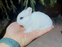 Beyaz ve sürmeli cüce tavşanlar (netherland dwarf)