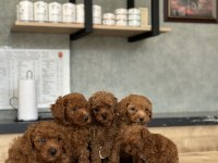 Sevimli toy poodle