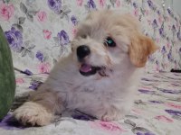3 aylık erkek terrier sahibinden sahiplendiriyoruz