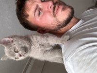 British Shorthair Yavrular