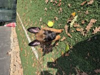 Şampiyon Kan Hattından Geleceğin Çalışma Köpekleri