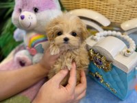 Ruhsatlı çiftliğimizden anne altı maltipoo