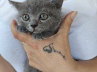 2 aylık 4 kardeş yavrum british shorthair