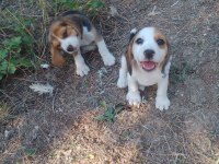 Beagle yavrular