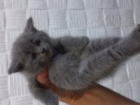 Yavru 2 aylığa yakın mama yiyorlar tuvalet