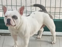 18 AYLIK DİŞİ EGZOTİK BULLY FRENCH BULLDOG ŞECERELİ