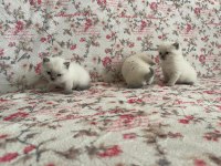 British Shorthair Yavrularım Yuvalarını Bekliyor