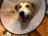 GÜLER YÜZLÜ LABRADOR KAJU KALICI YUVASINI ARIYOR
