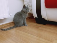 5 aylık safkan dişi british shorthair