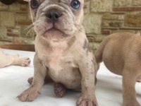 Renkli Gözlü Irk Garantili French Bulldog Yavrularım