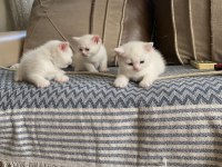 İki adet british shorthair 2 aylık yavru