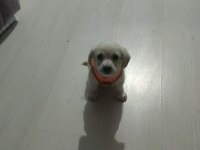 Maltese terrier
