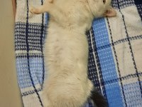 4 aylık dişi sevecen kedimiz yuva arıyor