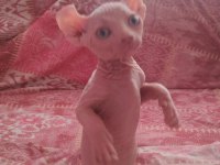 Erkek sfenks elf yavru