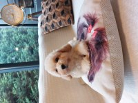 BÜYÜMEYEN MALTİPOO YAVRULARİ 