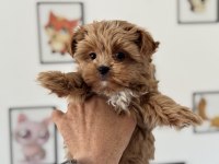 Petmode köpek çiftliğinden tea cup morkie