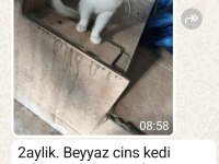 Çok akıllı uysal beyaz kedimiz
