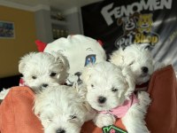 MALTESE YAVRULAR MALTİPO VE TOY POODLE YAVRULAR ANKARA