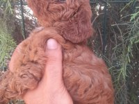 Muhteşem toy poodle yavrularımız İstanbul