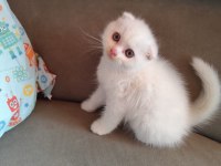 Uygun şartlarda scottish fold kedilerimiz