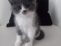 British longhair ve exotic shorthair