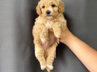 2 Aylık Yavru Maltipoo