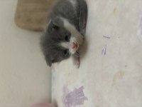 British Shorthair Minnoşlar