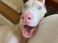 TÜRKİYE'DE EŞİ BENZERİ OLMAYAN ALBİNO DOBERMAN 