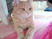Yetişkin british shorthair