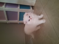YAVRU KEDİLERİMİZ