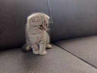 50 Günlük Scottish Fold Yavrular