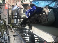 2 aylık cane corso