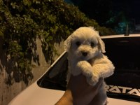 Maltese terrier yavrular ırk sağlık garantili