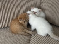 Exotic shorthair cinsi safkan kedimiz