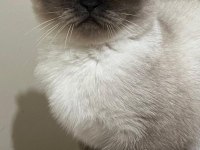 Safkan scottish fold anne ve british shorthair babadan yavru