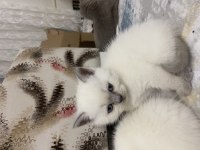 Scottish fold yavrularımız yeni yuvasını arıyor