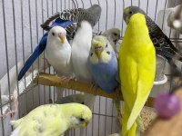 SAĞLIKLI MUHABBET KUŞLARI YUVADAN YENİ ÇIKMIŞ