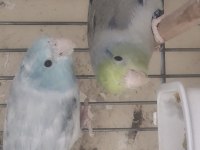 4 takım turkuaz forpus papağanı çifti