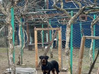 Rottweiler Ücretsiz sahiplendirmek istiyorum