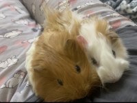 Ginepig Uyguna Acil