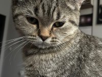 British Shorthair Erkek yavru