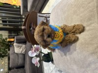Gerçek Micro Kore Maltipoo