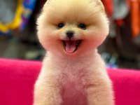 Bayram Şekeri Pomeranian Boo