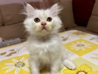 British longhair yavrular