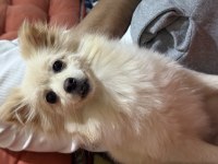 11 aylık dişi pomeranian