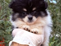 Pomeranian Boo Ayı Surat Yavrular