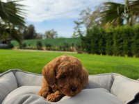 Poodle Çiftliğinden Red Brown Toy Poodle Bebeklerimiz