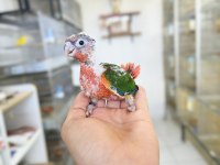 Nadir bir renk nadir bulunan son bebek konur