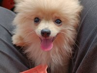 5 aylık sağlıklı dişi pomeranian boo yavrumuz